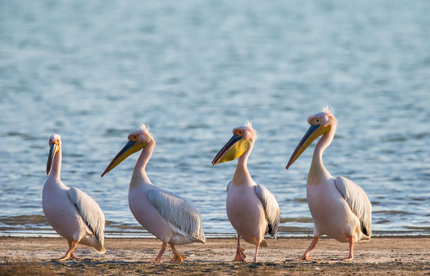 Птицы озера Маныч-Гудило