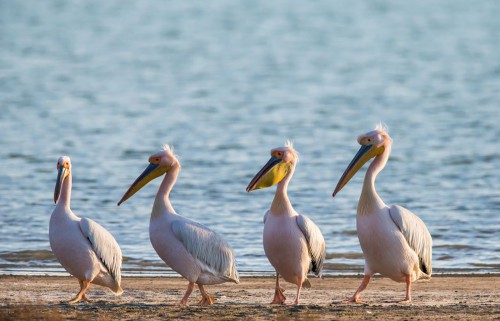 Птицы озера Маныч-Гудило