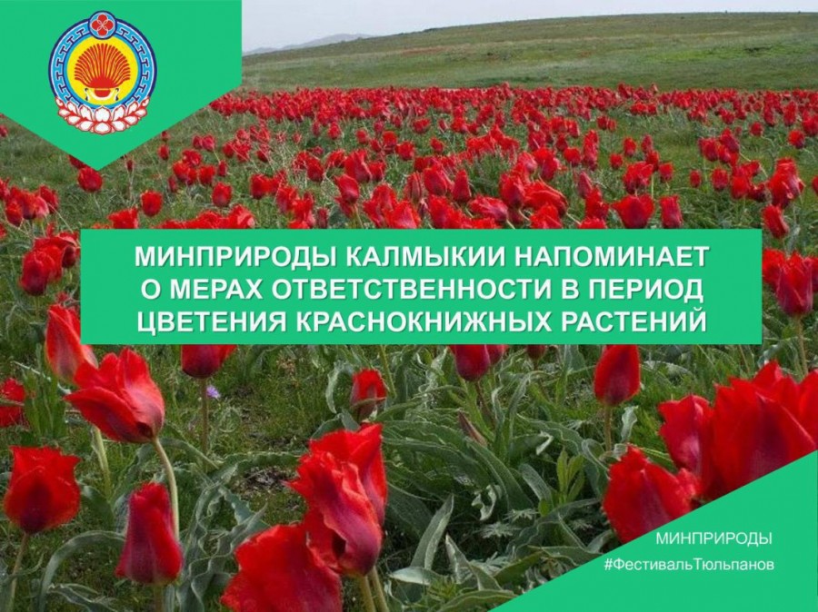 Минприроды Калмыкии напоминает о мерах ответственности в период цветения краснокнижных растений